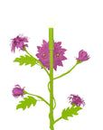 Dahlia Sconce