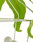 Peapod Lantern